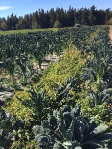 Surrey's Agriculture Awareness Week - Crops in the Field